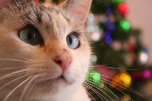 kom-igennem-julen-uden-dyrlægeregninger