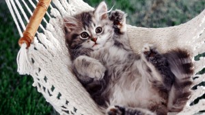 kitten_sitting_in_a_hammock-wallpaper-1920x1080