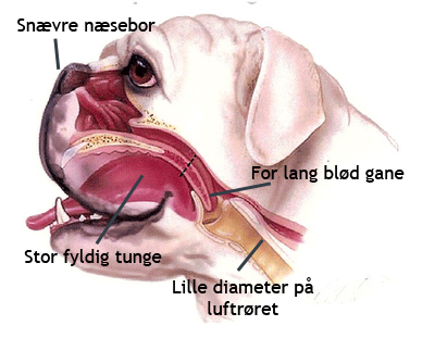 session Byblomst Migration Byens dyreklinik | Brachycephalt syndrom hos kort-snudede racer